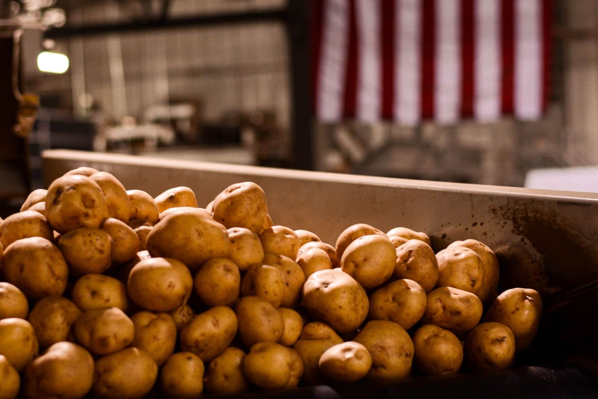 Potato-Close-Up-Color