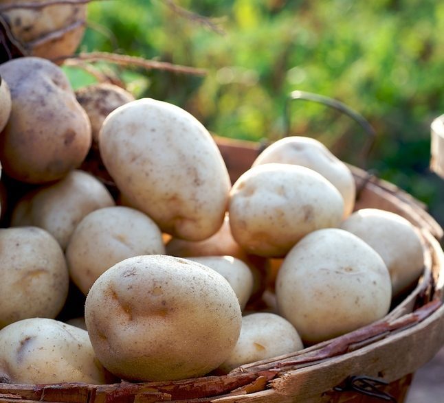 Potatoes_in_basket_2_646x972-e1753728322806