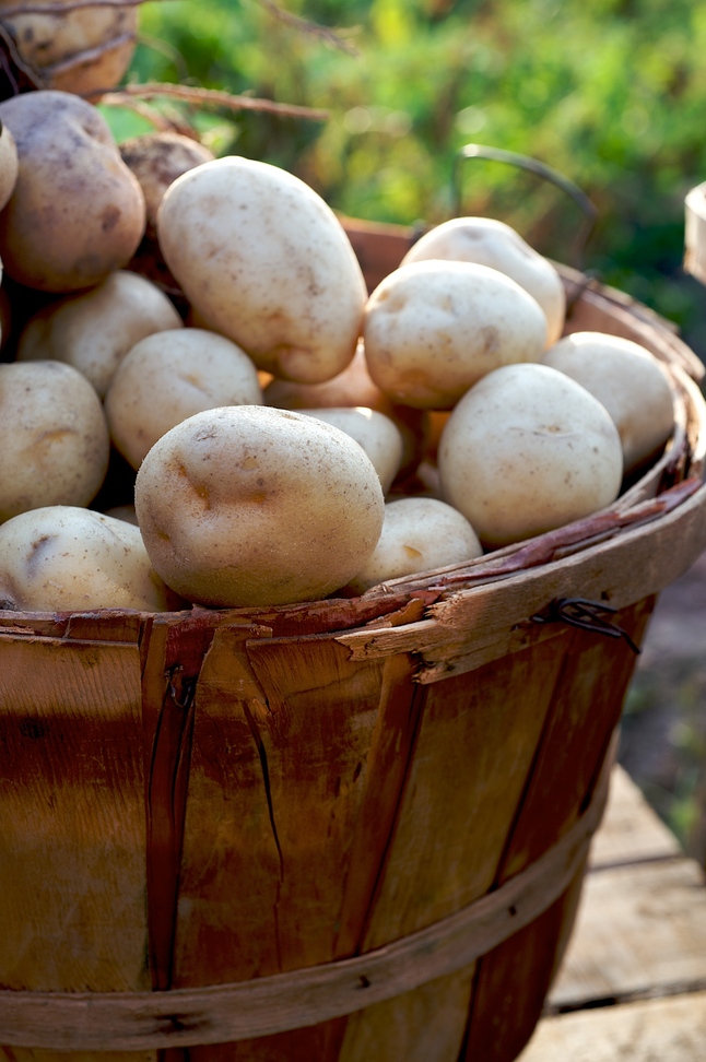 Potatoes_in_basket_2_646x972