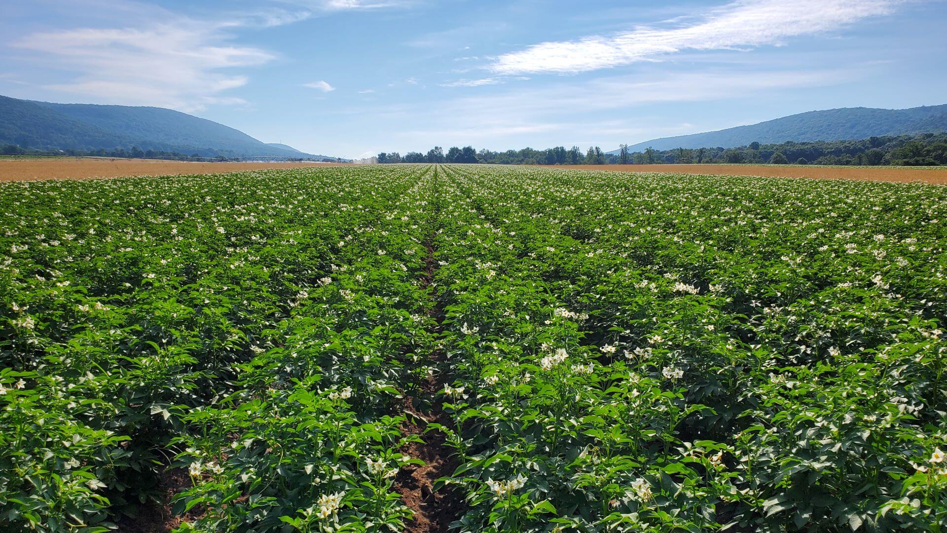 potato-field-large-image