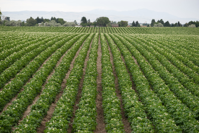 vertical_potato_fields_646x431