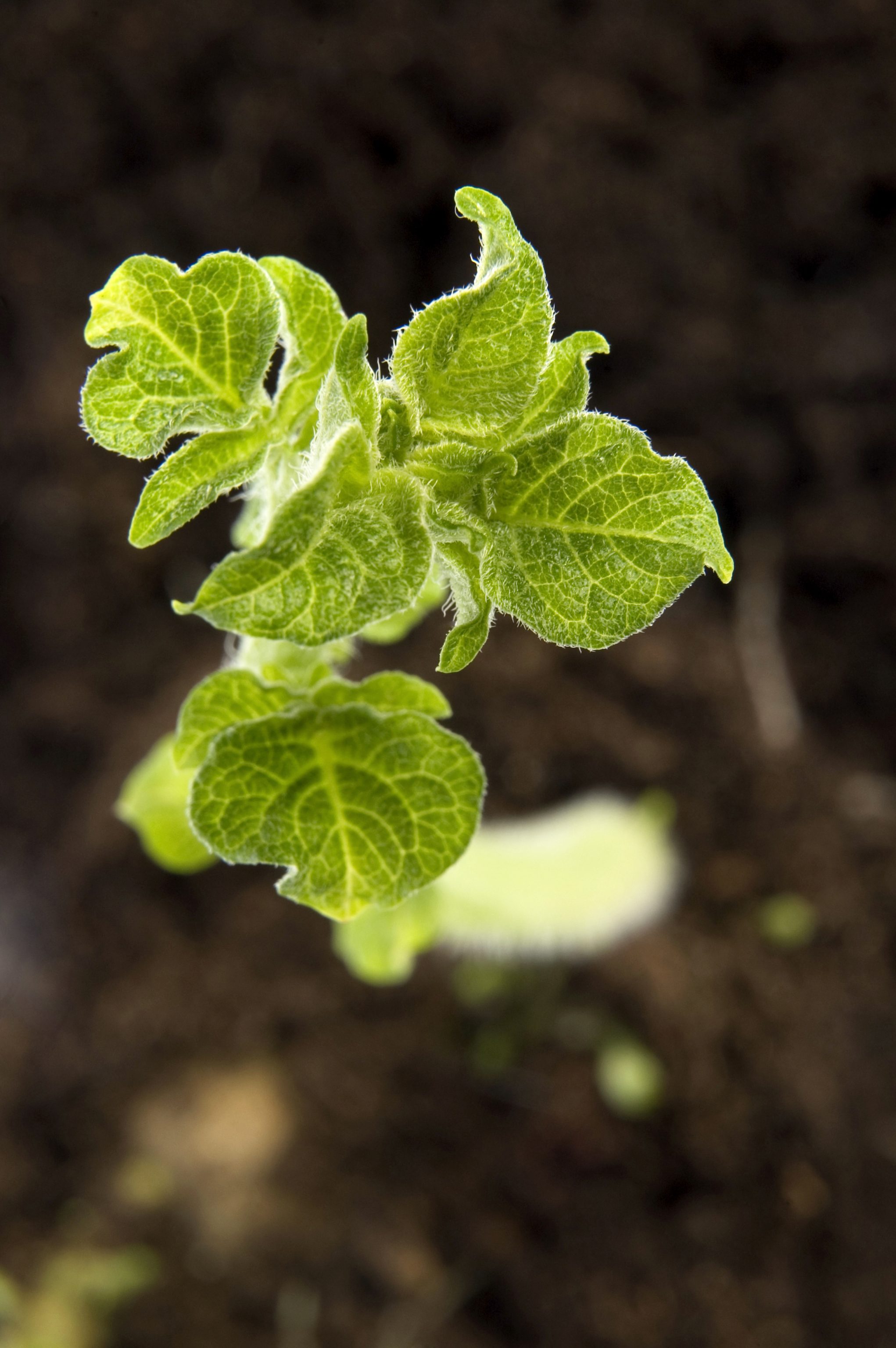 Potato-Plant-e1763065382421