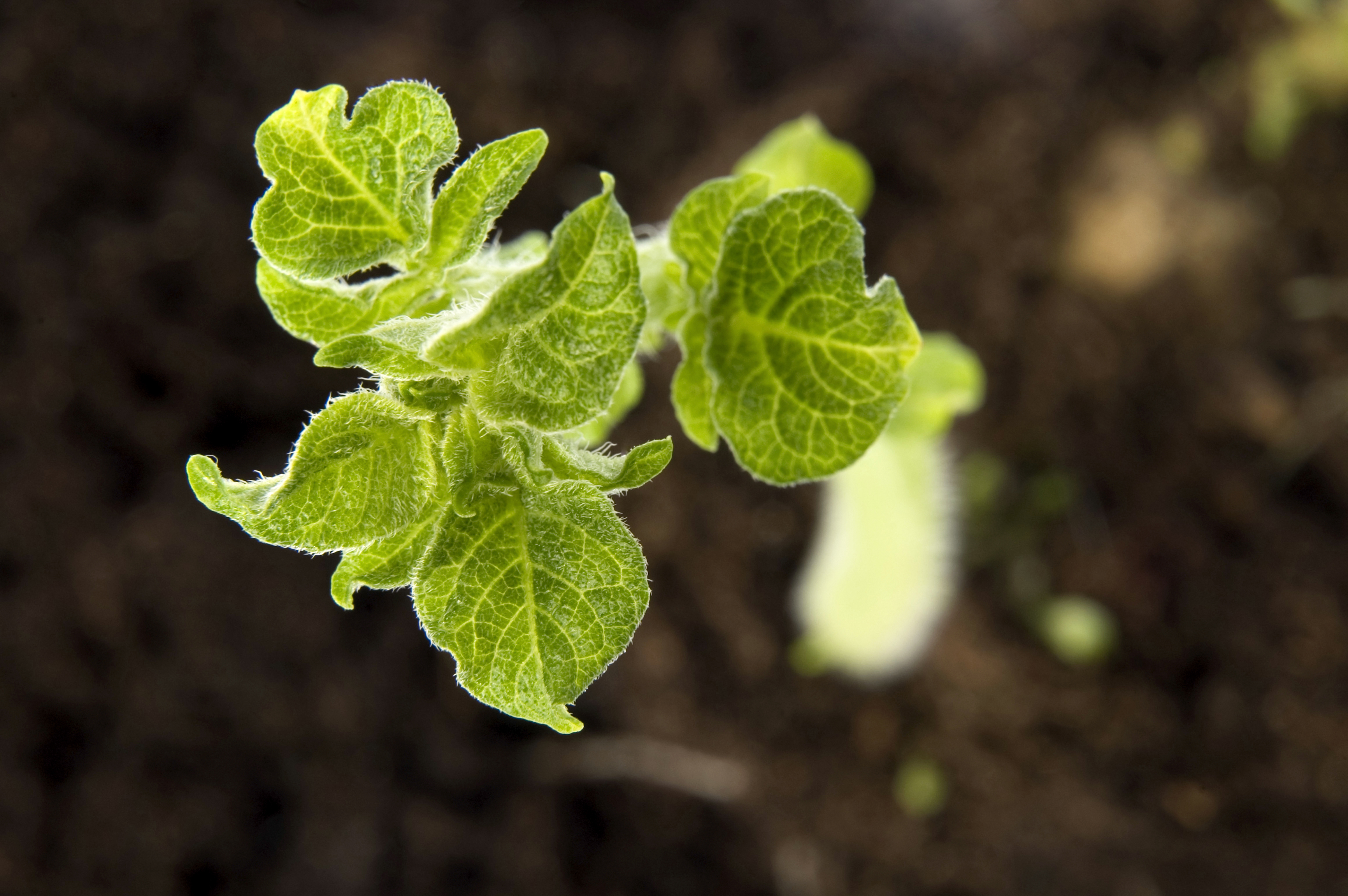 Potato-Plant