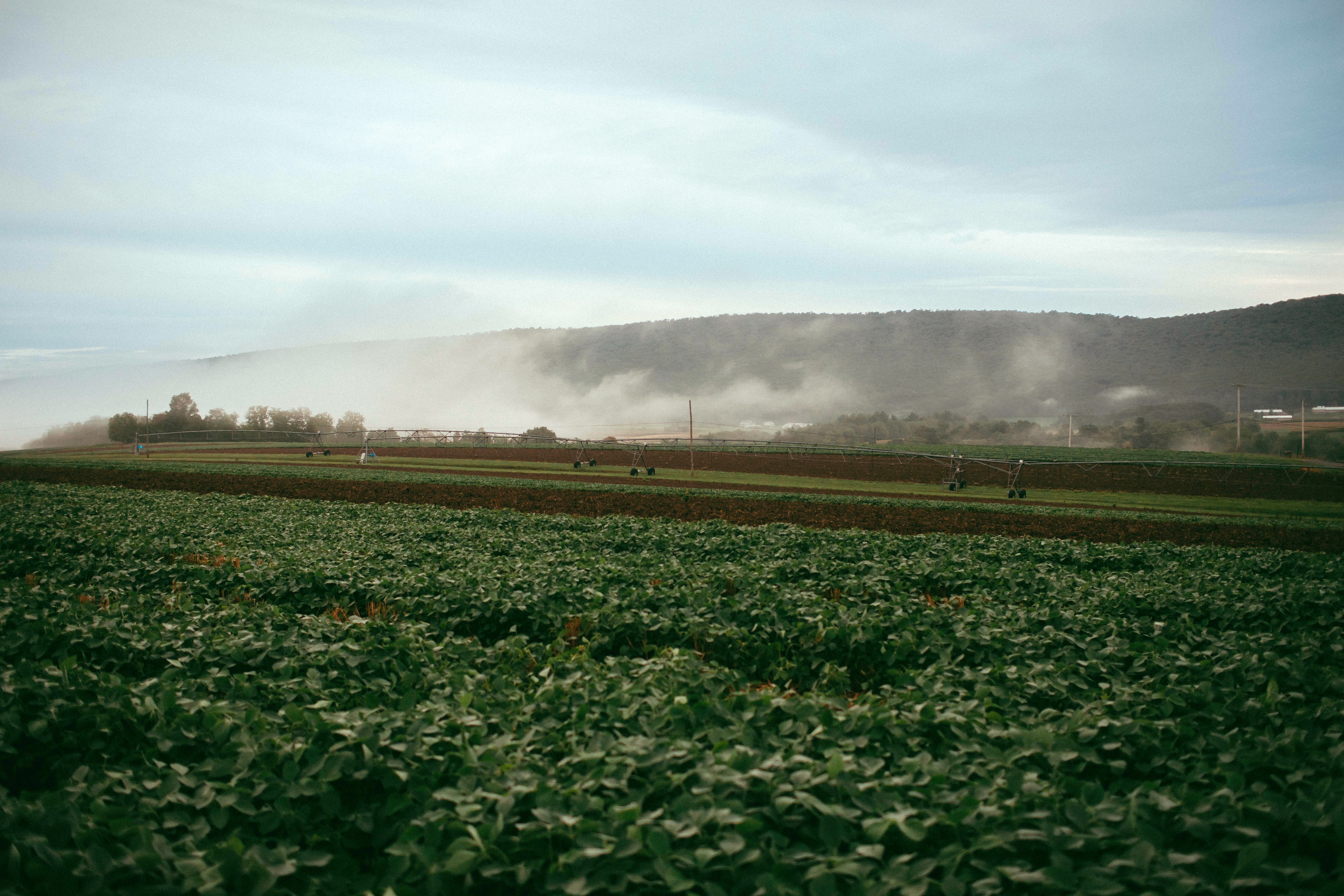 field-copy